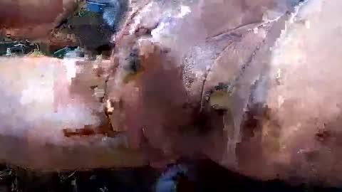 Pluke online show from February 13, 7:25 am