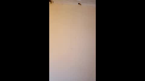 bgiamba21 online show from April 10, 7:04 am