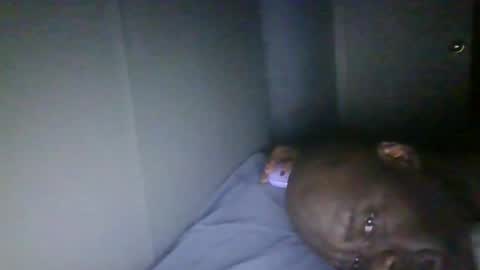 blackteddybear online show from February 9, 1:05 pm