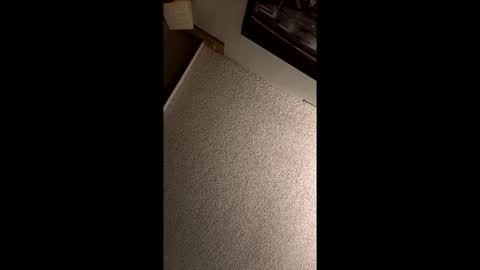 brysoneliot online show from November 1, 12:53 pm