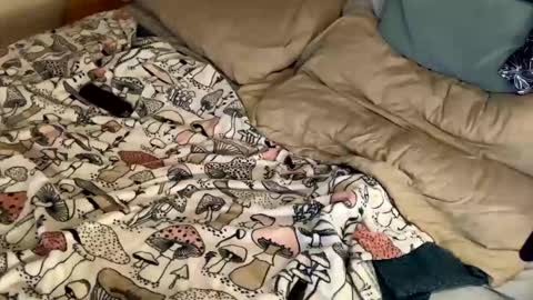 Cadillac P online show from December 31, 11:17 pm