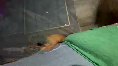 davzsoher online show from February 2, 2:48 am