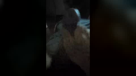 donkeydickmik1 online show from July 5, 7:21 pm