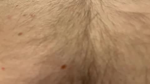 French Guy online show from April 1, 10:40 pm