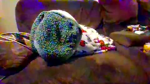 elmario24 online show from November 23, 8:03 am