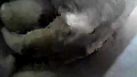 felicaste online show from September 25, 12:09 am