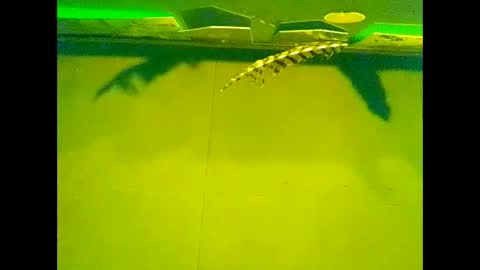 Warwick online show from October 22, 10:08 am