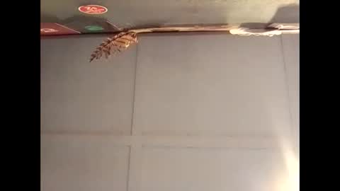 Warwick online show from October 30, 7:10 am