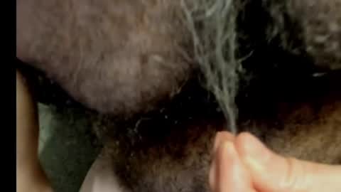 Snapshot of harry_banana chatting on December 30, 11:06 pm harry_banana online show from December 30, 11:06 pm