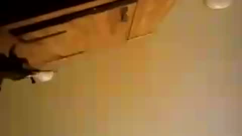 honeybear2026 online show from July 7, 7:23 am