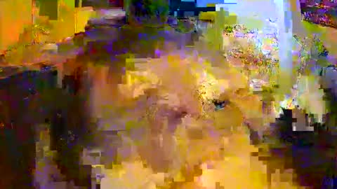 hotrod61265 online show from December 3, 8:04 pm