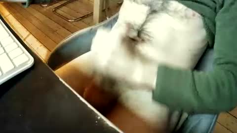 Marcinshoes online show from December 2, 3:45 pm