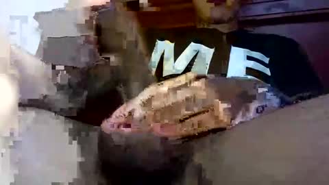 mau online show from February 25, 3:31 am