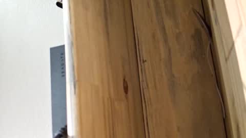 mellomike online show from March 4, 5:42 pm