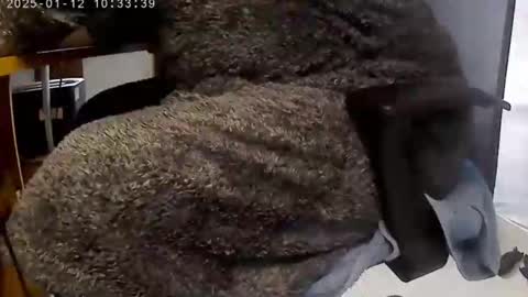 nineinchhard online show from January 12, 10:34 am