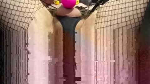 Sir Loin online show from November 15, 6:10 pm