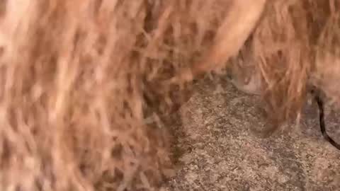 td 78 online show from March 9, 2:05 am