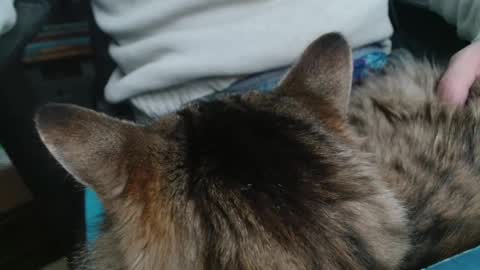 thechicken369 online show from January 19, 8:30 pm