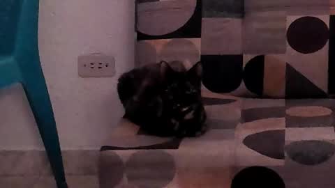 Jack online show from November 20, 1:27 am