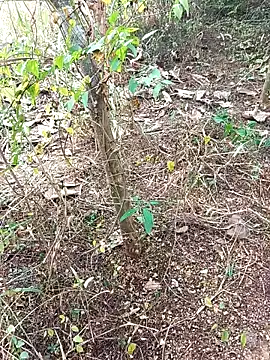 Snapshot of HathodaTyagi123 chatting on December 8, 7:37 am HathodaTyagi123 online show from December 8, 7:37 am