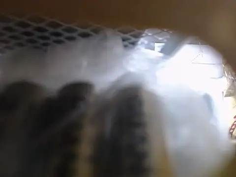 Lovensetest online show from October 11, 2:37 am