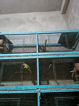 NICK IN online show from December 9, 5:35 pm