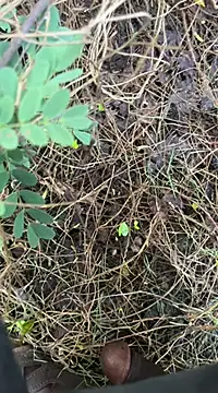 Snapshot of tamil000000 chatting on March 18, 1:13 am tamil000000 online show from March 18, 1:13 am