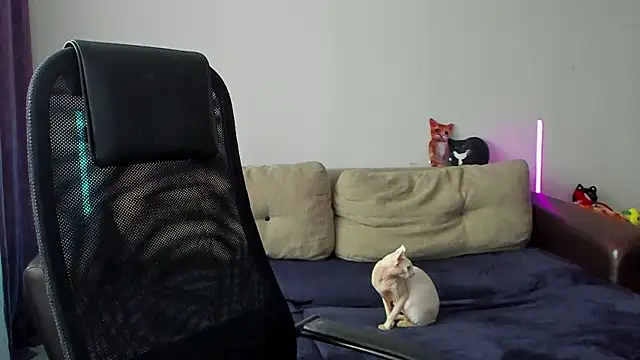 Ostin meow online show from March 7, 10:13 am