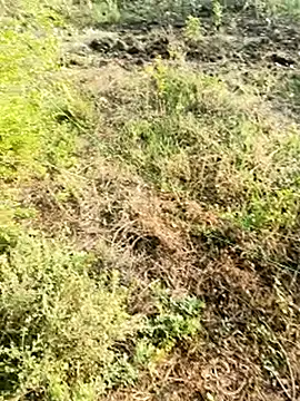 himvilohi08 online show from January 10, 10:52 am