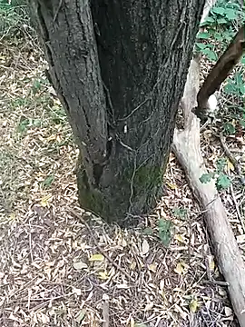 pegaso369 online show from October 17, 2:21 pm