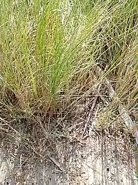 pegaso369 online show from October 2, 1:37 pm