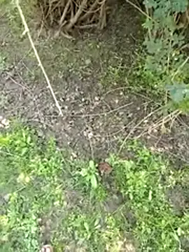 88zaifkhan88 online show from March 2, 5:08 am