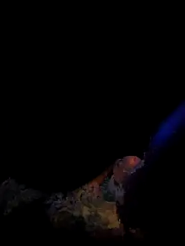 caners66 online show from February 26, 11:44 am