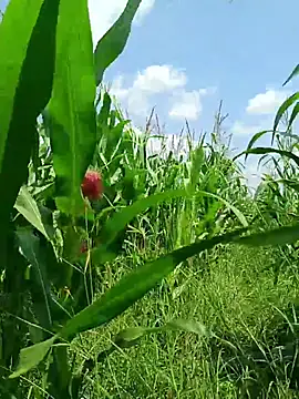 kummuduabbai online show from March 19, 7:33 am