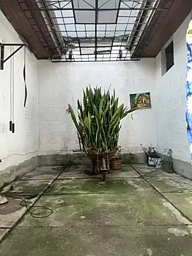 oliver price1 online show from December 16, 3:30 pm